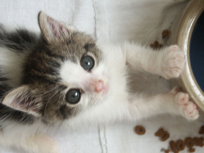 Adopted Adult Cat Shy After Months Adopted Adult Cat Shy After Months