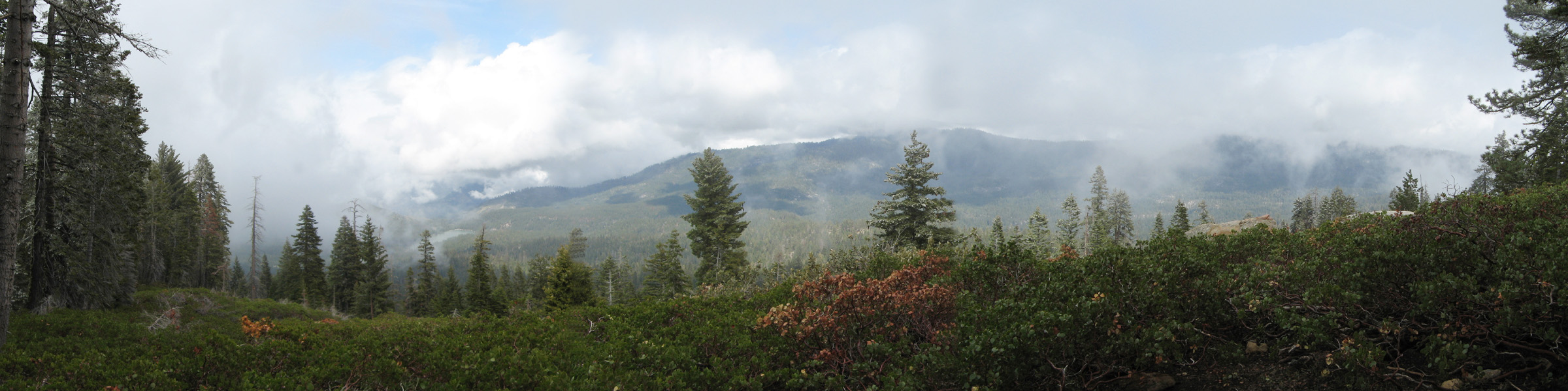 Forest Panoramic